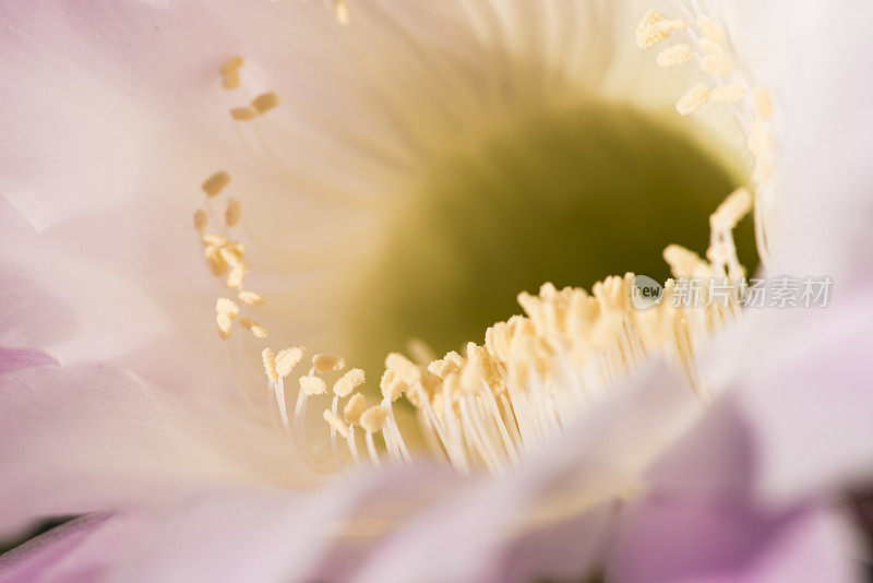 开花Echinopsis Spachiana Kaktus的特写